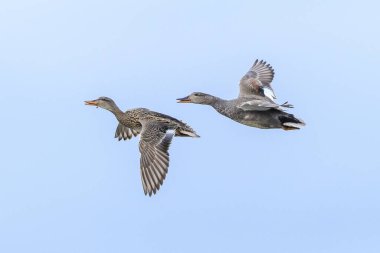 A gadwall, Mareca strepera, dabling duck male and female in flight clipart