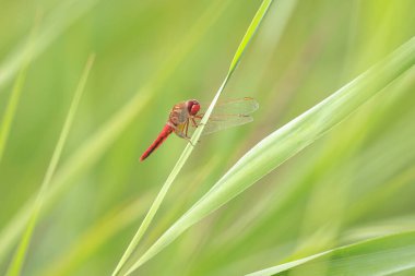 Yaygın kızıl bir yusufçuk, timsah eritraea, kanatlarını açarak kanatlarını kurutuyor, sıcak güneş ışığında.