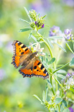 Küçük kaplumbağa kabuğu Aglais urticae kelebeğine yakın çekim. Doğa tarafından izole edilmiş mor çiçekler.