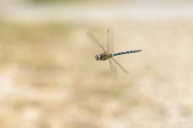 Migrant hawker, Aeshna mixta, in flight hunting on insects on a sunny summer day  clipart