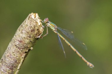 Güneşin altında dinlenen batı zümrüt zümrüt böceği Chalcolestes viridis 'in ayrıntıları.
