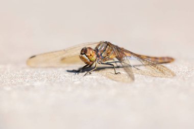 Close-up of a male vagrant darter, Sympetrum vulgatum, hanging on vegetation clipart