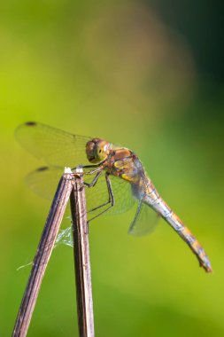 Sıradan bir Darter, Sympetrum striolatum, kanatları açık bir erkek kanatlarını kurutuyor, sıcak güneş ışığında.