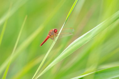 View of a Common scarlet dragonfly, Crocothemis erythraea, with wings spread he is drying his wings in the early, warm sun light clipart