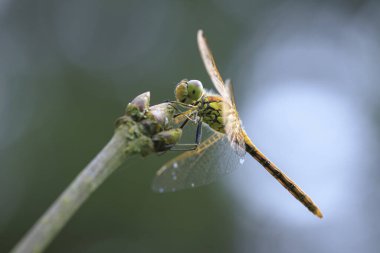 Serseri bir dartın yakın çekimi, Sympetrum vulgatum, bitki örtüsünün üzerinde dinleniyor..