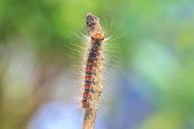 Çingene güvesi ya da süngerimsi güve, Lymantria dispar, tırtıl sürünüyor ve tırmanıyor. Seçici odak tekniği kullanılır.