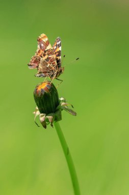 Kelebeğin yakın çekimi, Araschnia Levana, Bahar mevsiminde kanatları açık, 