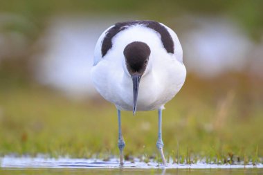 Pied Avocet, Recurvirostra avosetta 'nın yakın plan görüntüsü.