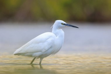 Küçük bir balıkçıl, Egretta Garzetta, balık tutma.