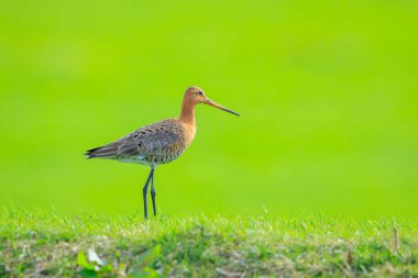 Siyah kuyruklu bir Godwit, Limosa Limosa, öğleden sonra güneşi önündeyken tarlada avazı çıktığı kadar bağıran dalgıç kuşu. Avrupa nüfusunun çoğu Hollanda 'da ürer..