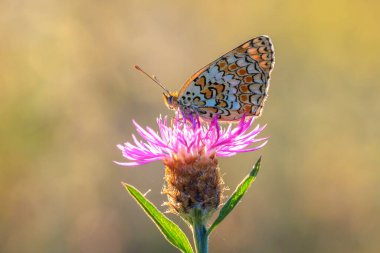 Closeup of a knapweed fritillary, Melitaea phoebe, butterfly resting and pollinating in bright sunlight. clipart