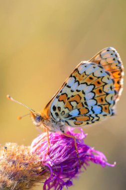 Glanville Fritillary 'e yakın çekim, melitaea cinxia, çayırda çiftleşen kelebek