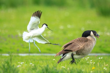 Close-up of a Pied Avocet, Recurvirostra avosetta, attacking a canadian goose clipart