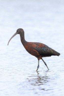 Glossy Ibis, Plegadis Falcinellus 'a yakın, suda tüy arayan balıkçı kuşu.