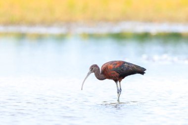 Glossy Ibis, Plegadis Falcinellus 'a yakın, suda tüy arayan balıkçı kuşu.