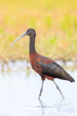 Glossy Ibis, Plegadis Falcinellus 'a yakın, suda tüy arayan balıkçı kuşu.