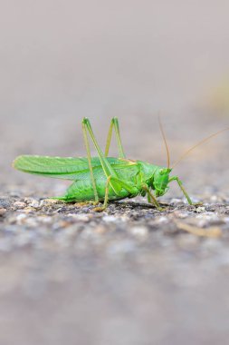 Tettigonia Viridissima 'nın Büyük Yeşil Çalı-Çekirgesi' nin Makro yakın çekimi, güneşte ısınıyor.