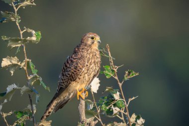 Dişi bir Kestrel Falco Tinnunculus 'un yakın plan portresi ağacın tepesindeki bir dalda dinleniyor.