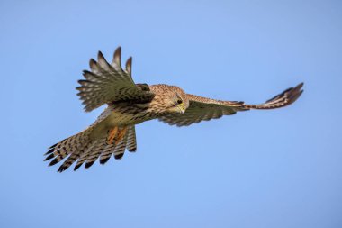 Kestrel, falco tinnunculus, uçan yırtıcı kuş.