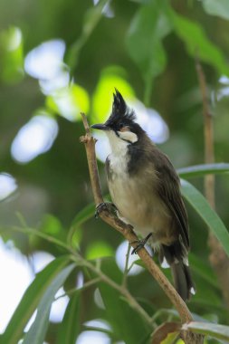 Kırmızı-viskerli veya tepeli bulbul, Pycnonotus jocosus, bir yağmur ormanları içinde tünemiş
