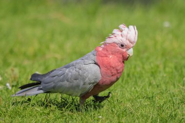 Gül göğüslü papağan, Galah kakadusu, pembe ve gri papağan ya da gül kakadusu olarak da bilinen Eolophus gülü papağanı, en yaygın ve yaygın kakadulardan biridir ve Mai 'nin neredeyse tüm açık arazilerinde görülebilir.