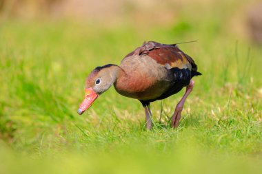 Closeup of a black-bellied whistling duck, Dendrocygna autumnalis, foraging on grass clipart