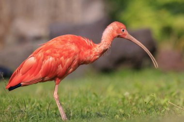 Kızıl aynak Eudocimus ruber tropikal wader kuş yere yiyecek arama kuş. Trinidad ve Tobago iki Ulusal kuş biridir. 