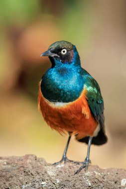 Muhteşem sığırcıklı Lamprotornis süper otobüsü sığırcık kuş familyasının bir üyesidir. Etiyopya, Somali, Uganda, Kenya ve Tanzanya dahil olmak üzere Doğu Afrika 'da yaygın olarak görülebilir. Eskiden Spreo superbus olarak bilinirdi..