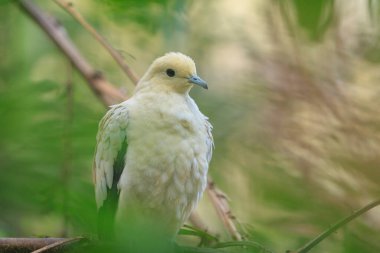 Bir yağmur ormanına tünemiş, Ducula bicolor adında bir imparatorluk güvercini.