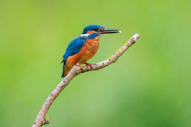 Kingfisher, Alcedo 'ya yakın çekim. Baharın erken saatlerinde gün ışığında bir dalın üzerine tünemiş yiyecek ve balık avlıyordu. Arkaplan yeşil, seçici odak kullanılır.
