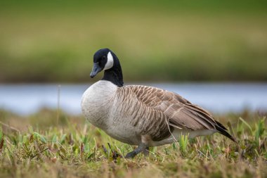 Kanada kazı Branta kanadensis 'e yakın çekim, yeşil bir çayırda yiyecek arıyor.