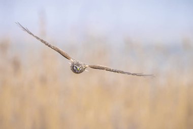 Dişi Hen harrier, Circus siyaneus, ya da kuzey harrier soğuk bir kış boyunca çayırda avlanıyor.