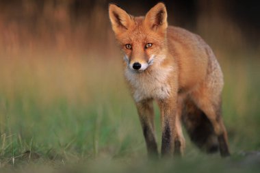 Vahşi kızıl tilki, Vulpes vulpes, çayırda yiyecek ve yiyecek ararlar..