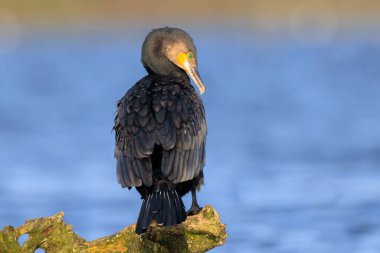 Siyah karabatak kuşu, Phalacrocorax karbonhidrat, kanatlarını güneşte kurutur. Bu bir karabatak için karakteristik bir davranış.