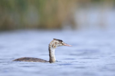 Büyük bir ibikli yunusun portresi, Podiceps kristali bir gölün su yüzeyinde yüzüyor..