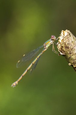 Detail closeup of a western willow emerald damselfly, Chalcolestes viridis, insect resting in the sun clipart