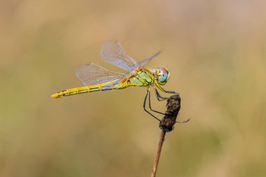 Close-up of a Sympetrum fonscolombii, Red-veined darter or nomad resting on vegetation clipart