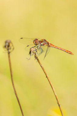 View of a common Darter, Sympetrum striolatum, male with his wings spread he is drying his wings in the early, warm sun light. clipart