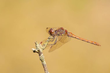 Sıradan bir Darter, Sympetrum striolatum, kanatları açık bir erkek kanatlarını kurutuyor, sıcak güneş ışığında..