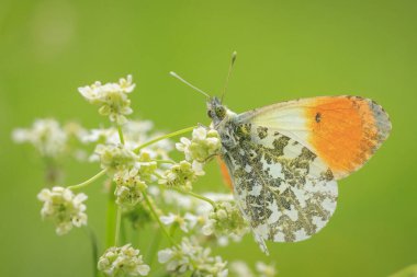 Anthocharis cardamines Orange tip male butterfly resting in sunlight top view with wings opened, foraging. clipart