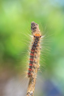Çingene güvesi ya da süngerimsi güve, Lymantria dispar, tırtıl sürünüyor ve tırmanıyor. Seçici odak tekniği kullanılır.