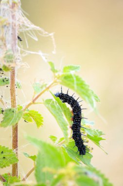 Aglais io, Tavuskuşu Kelebeği Tırtıl bitki örtüsü
