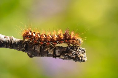 Bir tırtıla ya da akronikta rumicis larvasına yakın olmak, doğada yaprakları besleyen çimen güvesi..