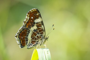 Close-up on the wings of the Map butterfly, araschnia levana, in summer outfit. The map two annual broods look very different. This summer brood are black with white markings. clipart