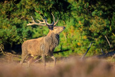Kızıl geyik erkek, servus elaphus, çiftleşme mevsiminde mor fundaların açtığı ormanın yakınındaki bir tarlada çiftleşiyor..