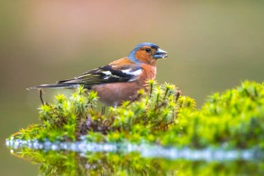 Closeup of a male chaffinch, Fringilla coelebs, singing on a tree in a green forest. clipart