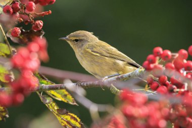 Yaygın bir chiffchaff kuşunun yakın çekimi Phylloscopus collybita, yeşil renkli, canlı bir arka planda kırmızı böğürtlen arıyor..