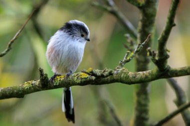 Bir uzun kuyruklu baştankara veya bushtit, uzun kuyruklu Bayağı uzunkuyruk, bir ormanda yiyecek arama sırasında sonbahar kuş closeup. Kısa, güdük bill ve çok uzun, dar bir kuyruklu küçük bir yuvarlak gövdeli baştankara.
