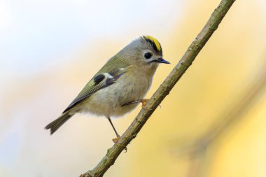 Goldcrest kuşunun yakından, Regulus regulus, ağaçların dallarını ve çalıları eşeliyor.