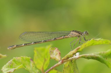 Macro close-up of a female common blue damselfly, common bluet, or northern blue Enallagma cyathigerum, resting on a leaf in green grass with his wings along his body. Abstract composition  clipart